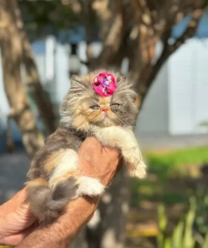 Gato Persa filhote com entrega imediata, aproveite