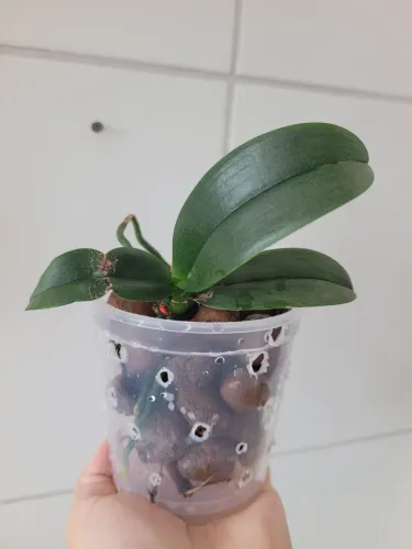 Planta