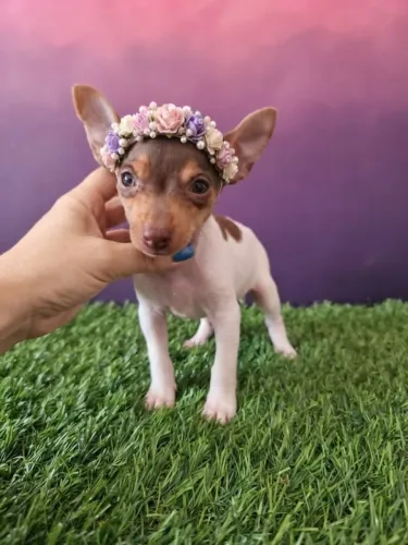 Pinscher Menina Linda e Muito Carinhosa