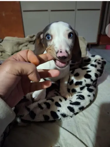 Vendo Filhote Macho de Salsichinha Dapple Blue