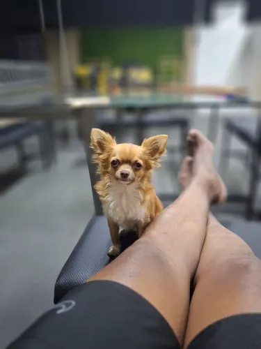 Chihuaua para cruza