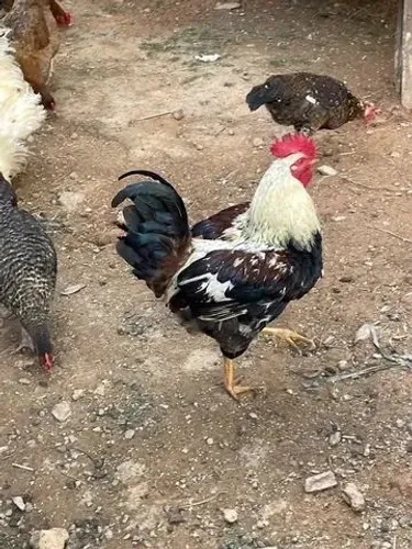 Vendo Galo caipira adulto 