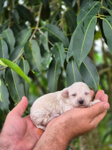 PEQUENOS NO TAMANHO. GIGANTES NO AMOR. Poodle