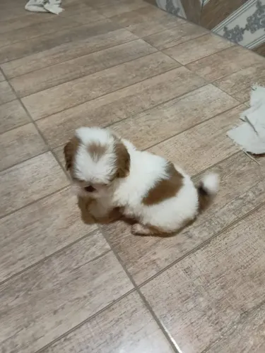 Shitzu macho com pedrigee 