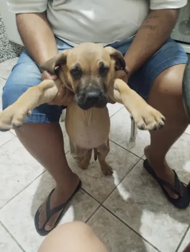 Filhote Fila Brasileira