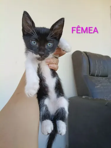Doação de gatinhos