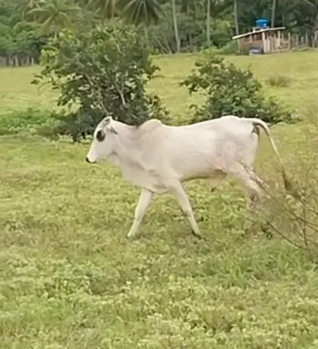 Gado