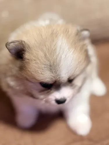 Cachorro