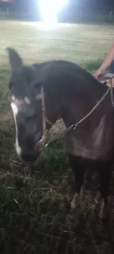 Cavalo crioulo puro 