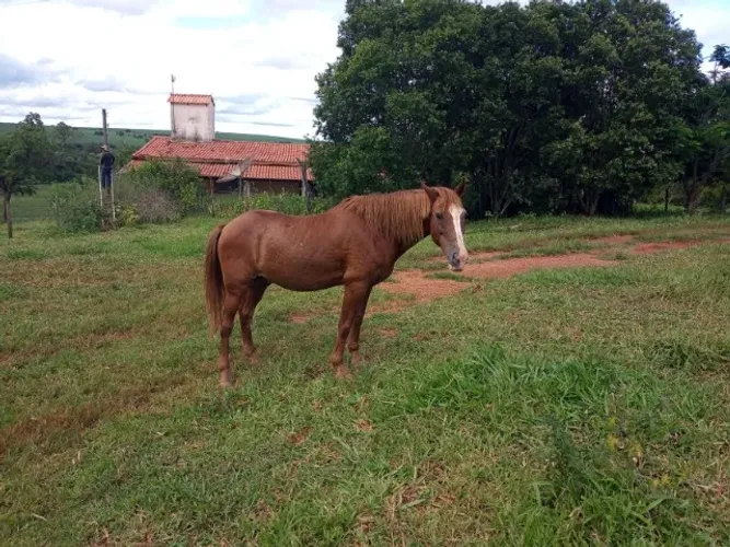 Cavalo