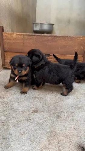 Rottweiler cabeça de touro machos raça pura