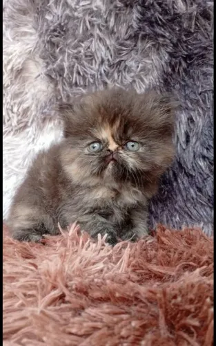 Gatinha Persa