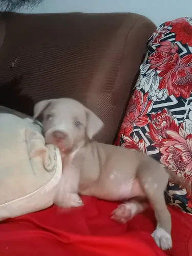 filhotes Pitbull