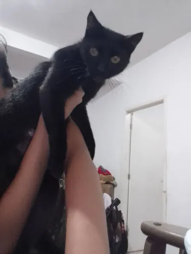 Doação de gata fêmea