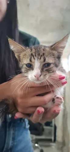 Gatinho para adoção responsável 