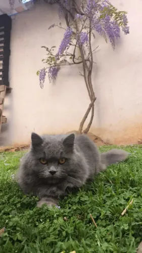 Procuro namorado raça British Longhair