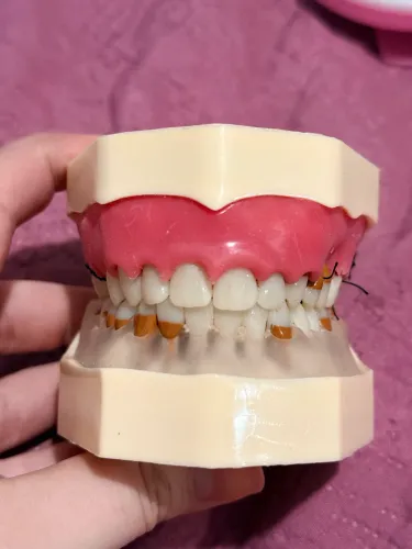 MANEQUIM ORAIS PERIODONTIA