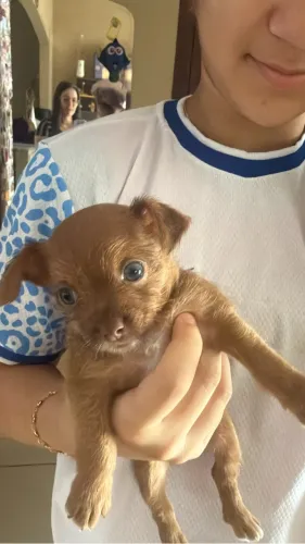 Cachorro