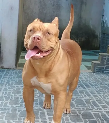 Adestrador de cães