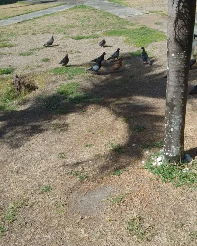 TERRENO MARECHAL DEODORO