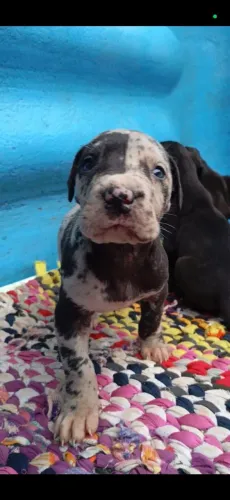 Dogue alemão filhotes 