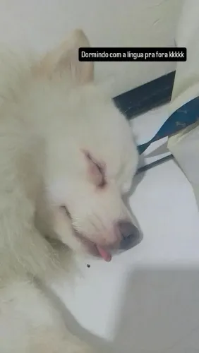 Spitz alemão macho