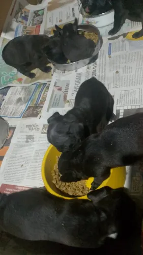 Cachorros