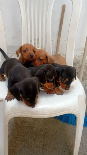Filhotes de DACHSHUND raça pura