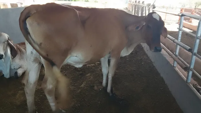 Vendo, 8 vacas leiteiras 