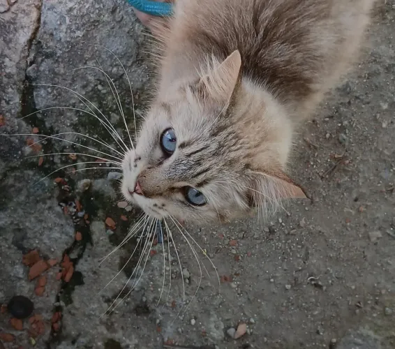 Gatinhas pra adoção!!!