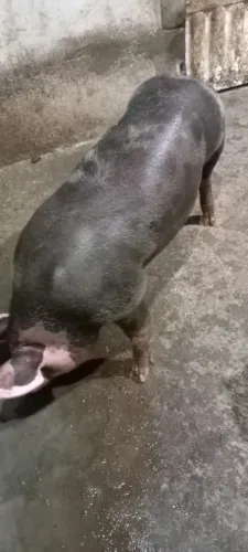 Porco