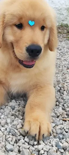 Ursinhos de Golden Retriever disponível