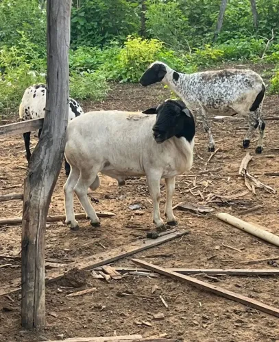 Vendo carneiro ? dorper reprodutor!