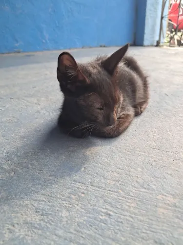 Gatinho de rua precisando de um lar