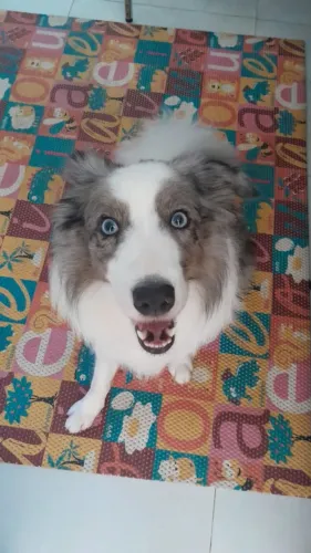 Babá de cachorro