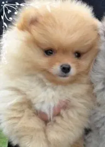 Vendo spitz filhote