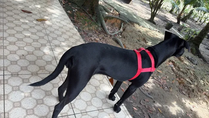 Doação cachorro