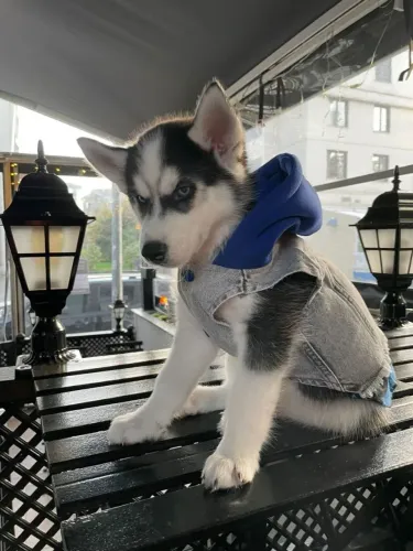 Husky siberiano Uma nova opção de quatro patas para você conhecer