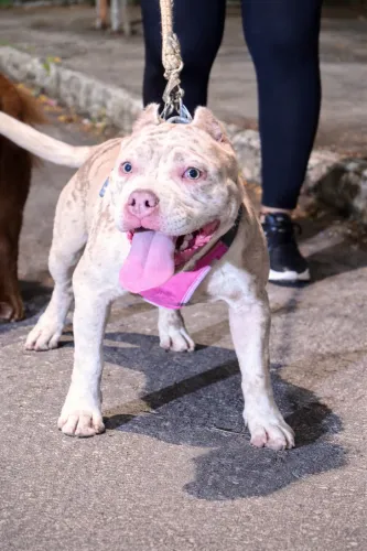 American Bully  Merle 