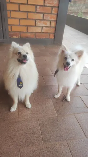 Vendo cachorros Spitz alemão misturado com lulu da Pomerânia 