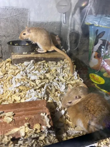 Esquilo da Mongólia