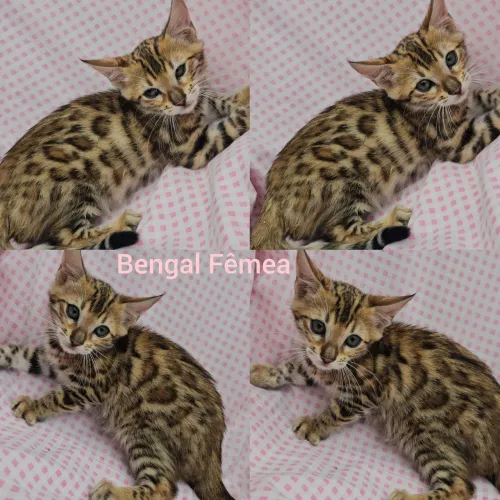 Bengal Filhotes - Gatil BSB Cat