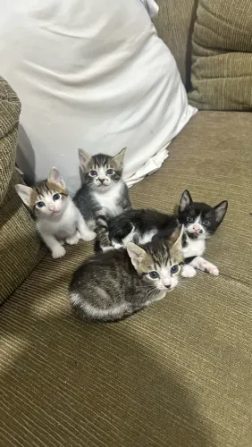 Doação de gatinhos 