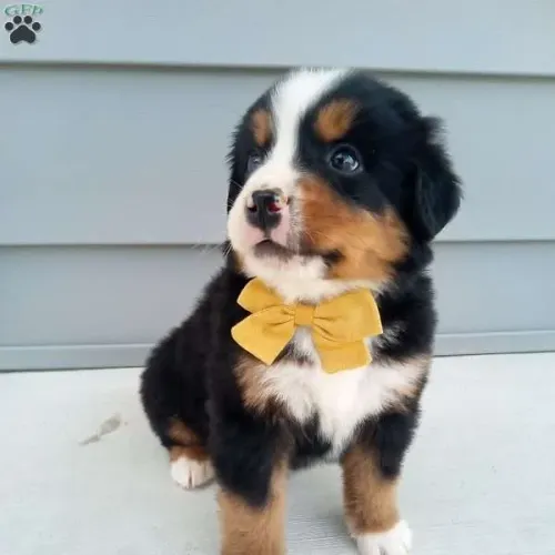 Bernese | Filhotes cheios de carinho
