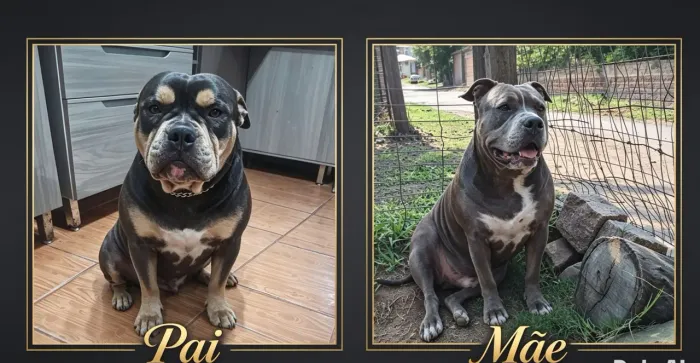 Filhotes de American Bully 