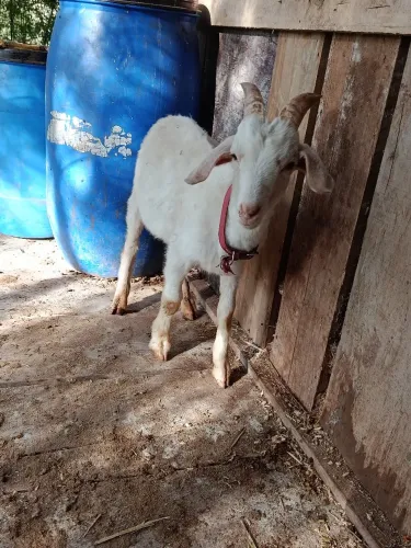 Casal de cabrito e ovelha