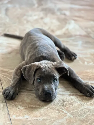 Filhote de Cane Corso