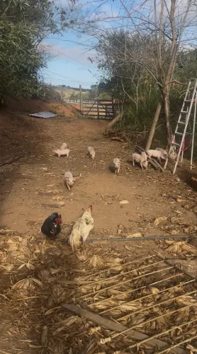 Leitões para venda