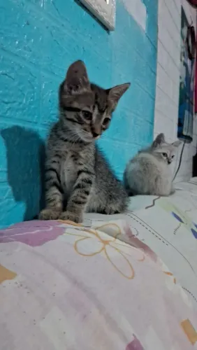 Adoção responsável de gatinhos