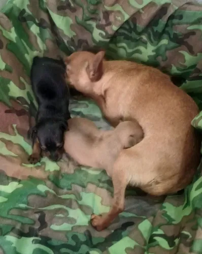 Vendo Pinsche miniatura
